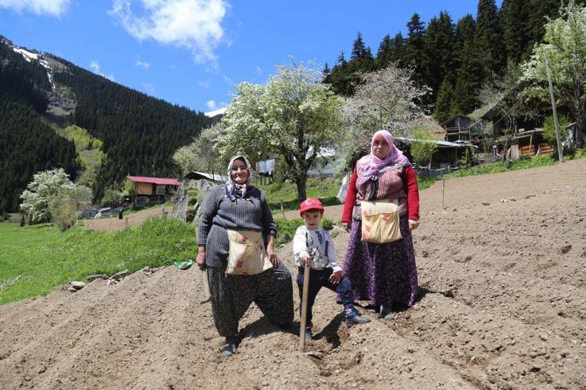 Artvinli köylüler el ele verdi, 1400 rakımda imece usulü üretmeye başladılar! 'Ne kimyasal var ne de makine'