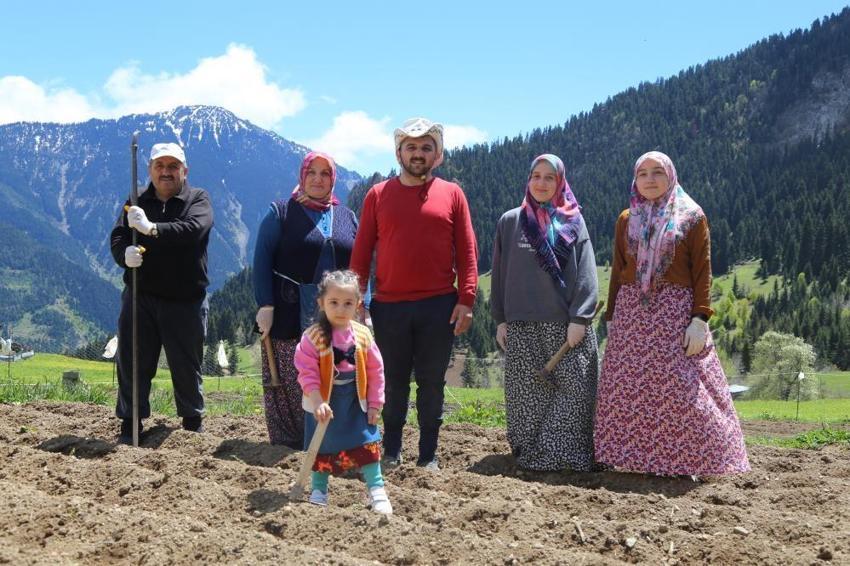 Artvinli köylüler el ele verdi, 1400 rakımda imece usulü üretmeye başladılar! 'Ne kimyasal var ne de makine'