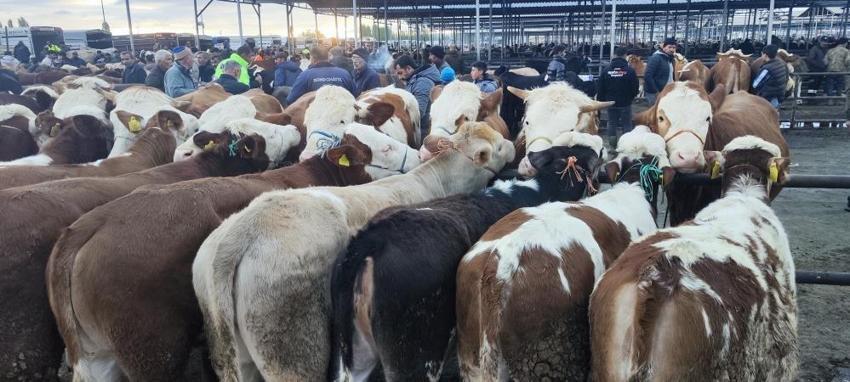 Türkiye'nin en büyüğü Sivas'ta kuruldu: Kurban Bayramı'nda hizmet verecek