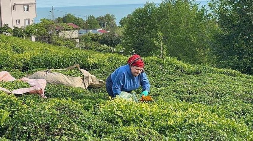 Geç olgunlaştı ama sezon resmen açıldı! Üreticiler hasat için bahçelere akın etti