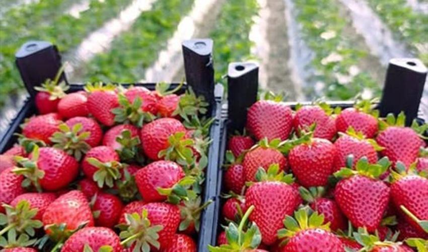 Konya’da hasat mesaisi başladı! Kilosu 130 TL’ye kadar çıkıyor