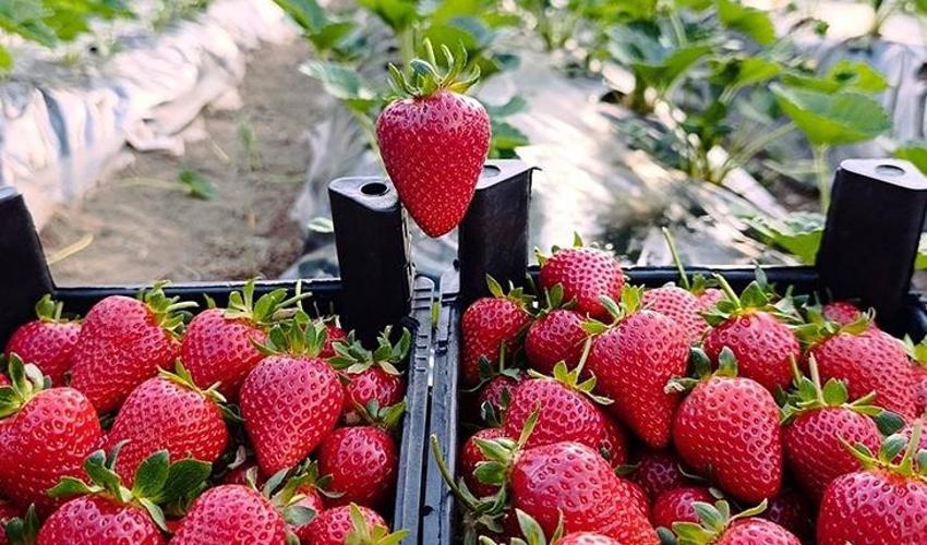 Konya’da hasat mesaisi başladı! Kilosu 130 TL’ye kadar çıkıyor