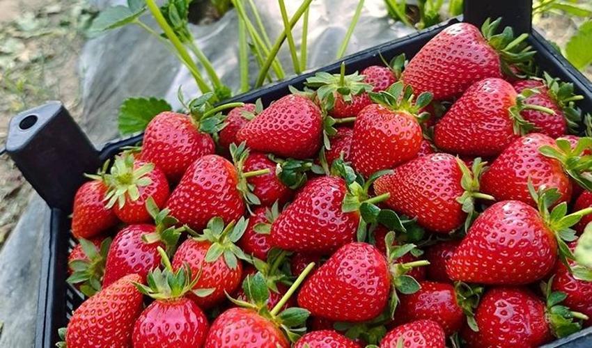 Konya’da hasat mesaisi başladı! Kilosu 130 TL’ye kadar çıkıyor