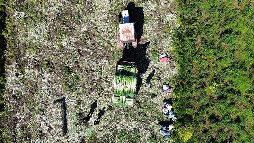 Bafra Ovası'nda 28 bin tonluk dev rekoltede sona yaklaşıldı: Tarlada kilosu 10 liradan satılıyor: Rusya ve Gürcistan'a gönderilecek