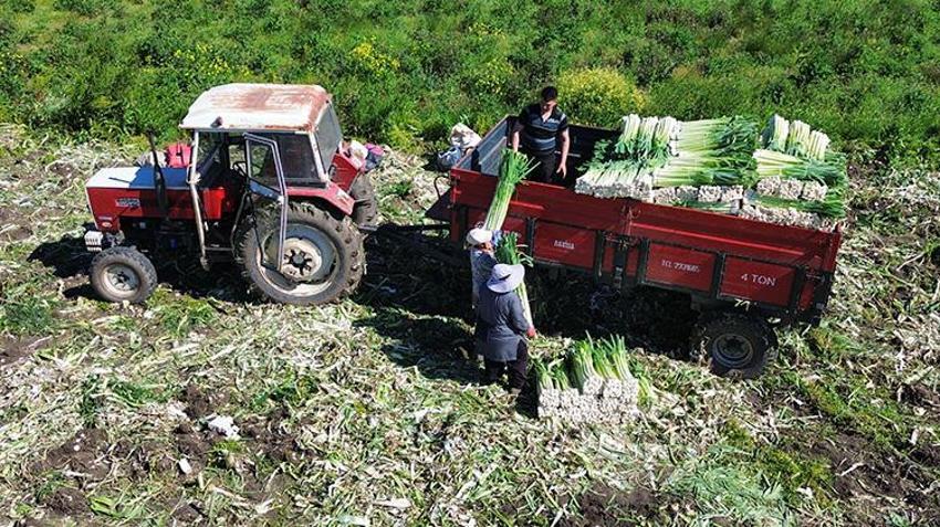 Bafra Ovası'nda 28 bin tonluk dev rekoltede sona yaklaşıldı: Tarlada kilosu 10 liradan satılıyor: Rusya ve Gürcistan'a gönderilecek