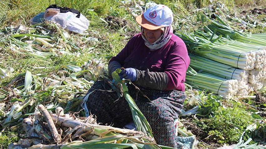 Bafra Ovası'nda 28 bin tonluk dev rekoltede sona yaklaşıldı: Tarlada kilosu 10 liradan satılıyor: Rusya ve Gürcistan'a gönderilecek