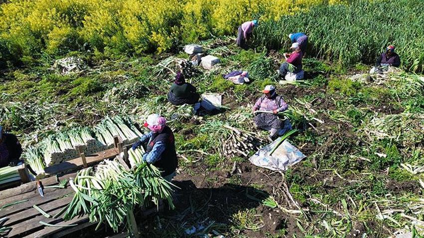 Bafra Ovası'nda 28 bin tonluk dev rekoltede sona yaklaşıldı: Tarlada kilosu 10 liradan satılıyor: Rusya ve Gürcistan'a gönderilecek