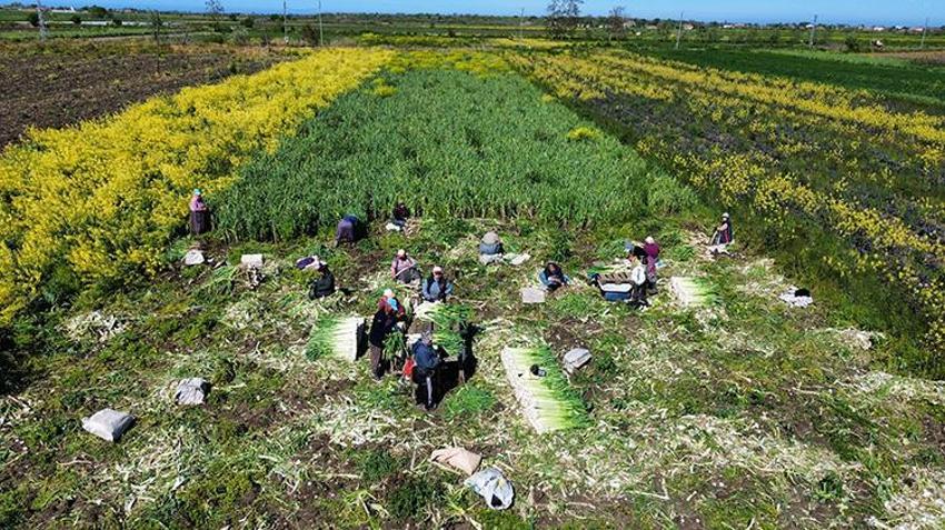 Bafra Ovası'nda 28 bin tonluk dev rekoltede sona yaklaşıldı: Tarlada kilosu 10 liradan satılıyor: Rusya ve Gürcistan'a gönderilecek