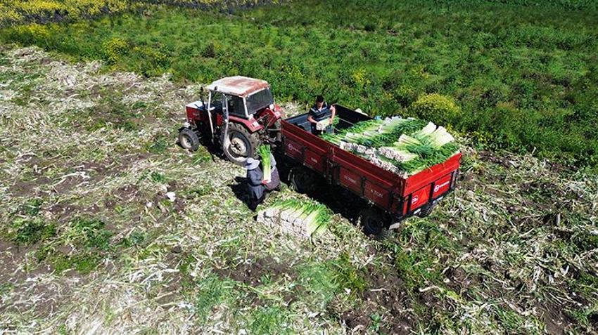 Bafra Ovası'nda 28 bin tonluk dev rekoltede sona yaklaşıldı: Tarlada kilosu 10 liradan satılıyor: Rusya ve Gürcistan'a gönderilecek