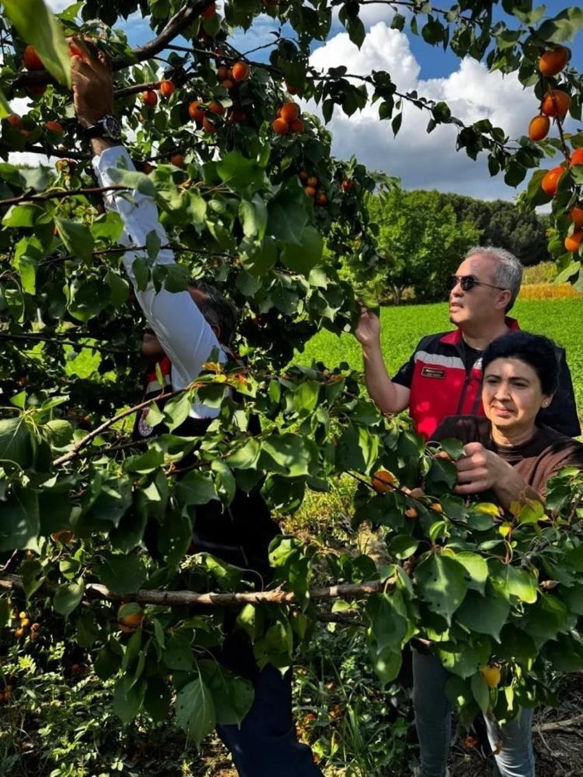 Ağaç başına 50 kilo hasat ediliyor: Aydın'da en çok kadınlar bu işten kazanıyor