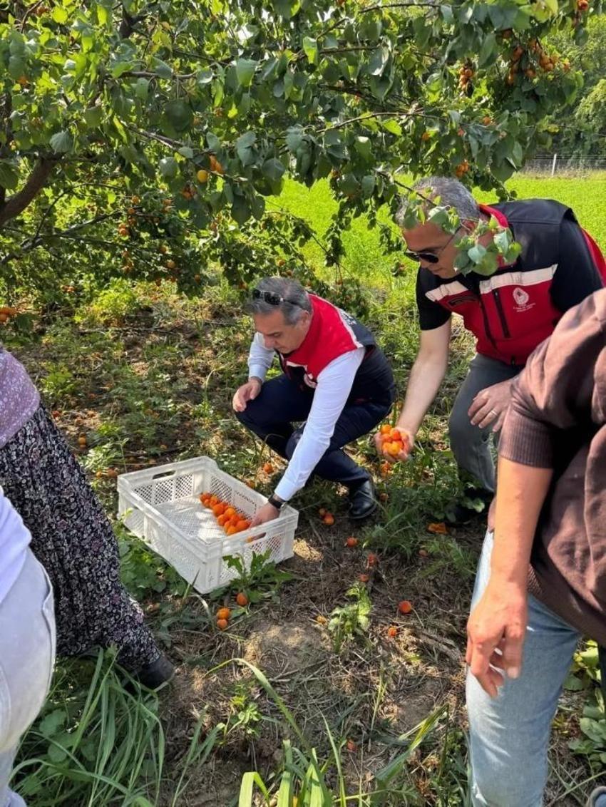 Ağaç başına 50 kilo hasat ediliyor: Aydın'da en çok kadınlar bu işten kazanıyor