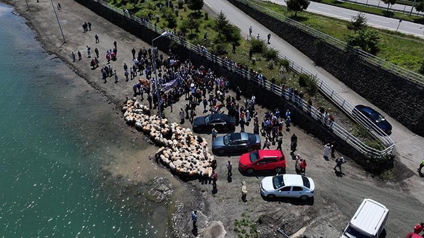 Trabzon'da asırlık Çepni geleneği yeniden doğdu! Yüzlerce hayvan bereket için denizde yıkandı