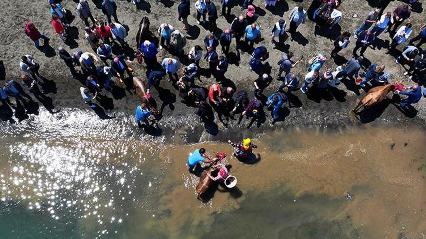 Trabzon'da asırlık Çepni geleneği yeniden doğdu! Yüzlerce hayvan bereket için denizde yıkandı