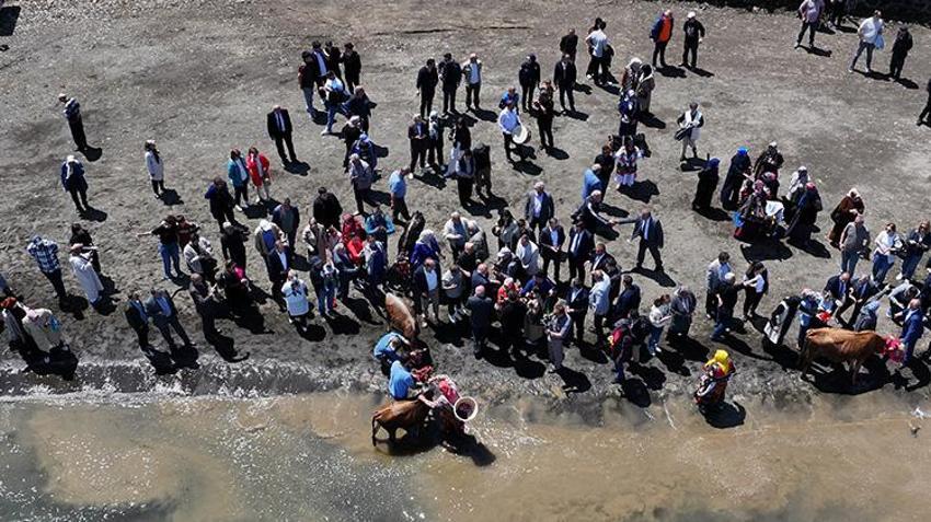 Trabzon'da asırlık Çepni geleneği yeniden doğdu! Yüzlerce hayvan bereket için denizde yıkandı