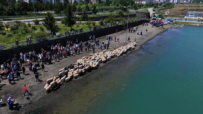 Trabzon'da asırlık Çepni geleneği yeniden doğdu! Yüzlerce hayvan bereket için denizde yıkandı