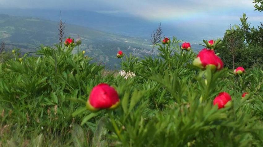 Gördes'te koruma altındaki çiçekler doğaseverleri cezbediyor