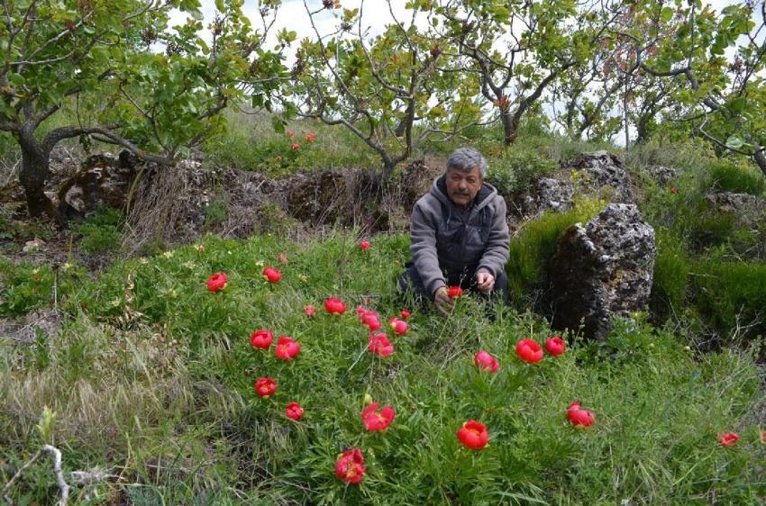 Gördes'te koruma altındaki çiçekler doğaseverleri cezbediyor