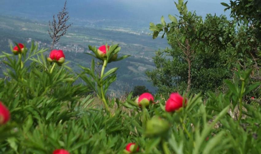 Gördes'te koruma altındaki çiçekler doğaseverleri cezbediyor
