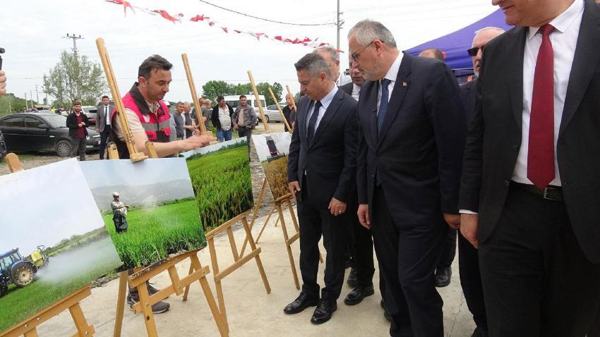 Türkiye'nin en verimli tarım alanlarından Bafra Ovası'nda çeltik mesaisi başladı: Üretimin kalbi yine Bafra