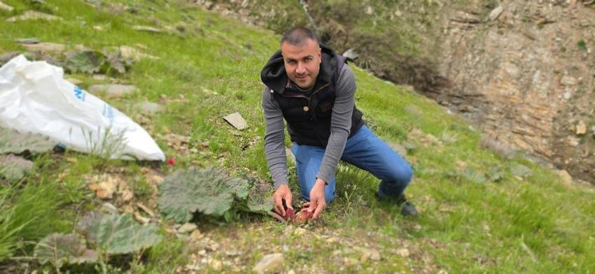 Dağlardan poşet poşet topluyorlar! Kilosu 750 TL'den 200 liraya düştü: Talep patladı