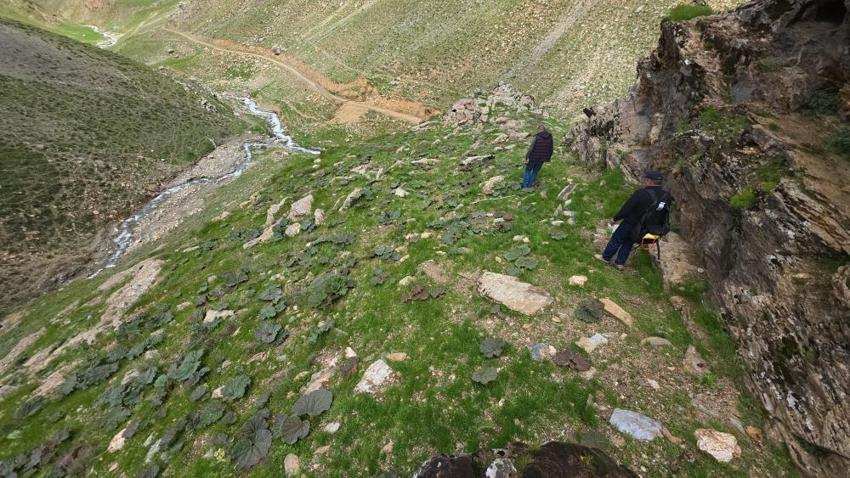 Dağlardan poşet poşet topluyorlar! Kilosu 750 TL'den 200 liraya düştü: Talep patladı