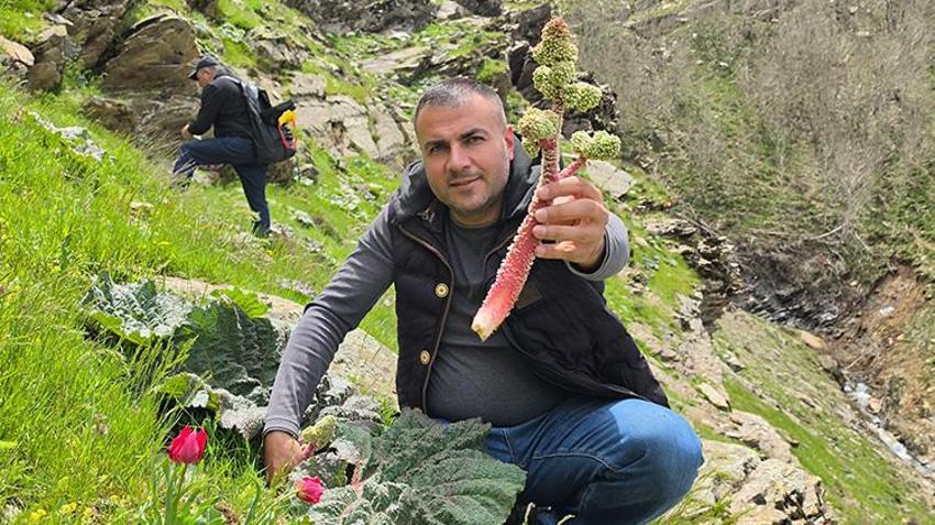 Dağlardan poşet poşet topluyorlar! Kilosu 750 TL'den 200 liraya düştü: Talep patladı