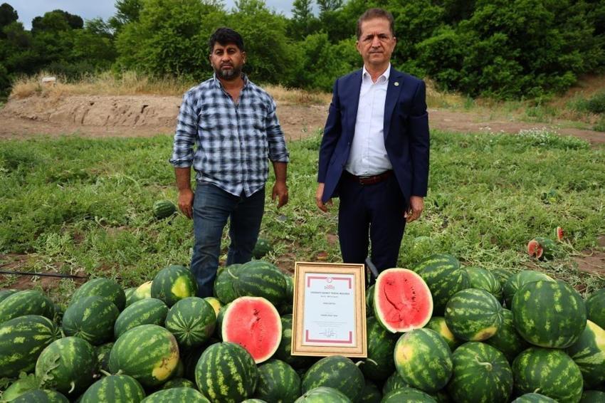 Adana'da hasat başladı: Karpuz tarlalarında yeni dönem! Kilo fiyatı 25 liraya gidiyor