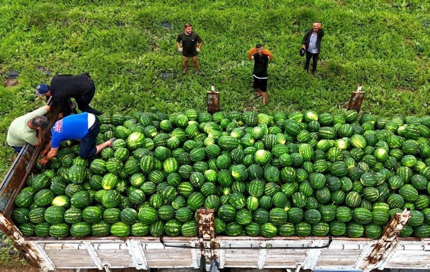 Adana'da hasat başladı: Karpuz tarlalarında yeni dönem! Kilo fiyatı 25 liraya gidiyor
