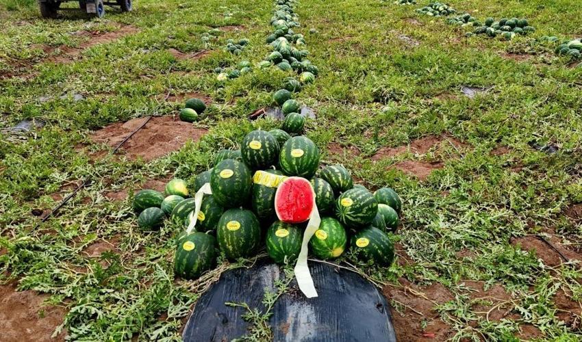Adana'da hasat başladı: Karpuz tarlalarında yeni dönem! Kilo fiyatı 25 liraya gidiyor