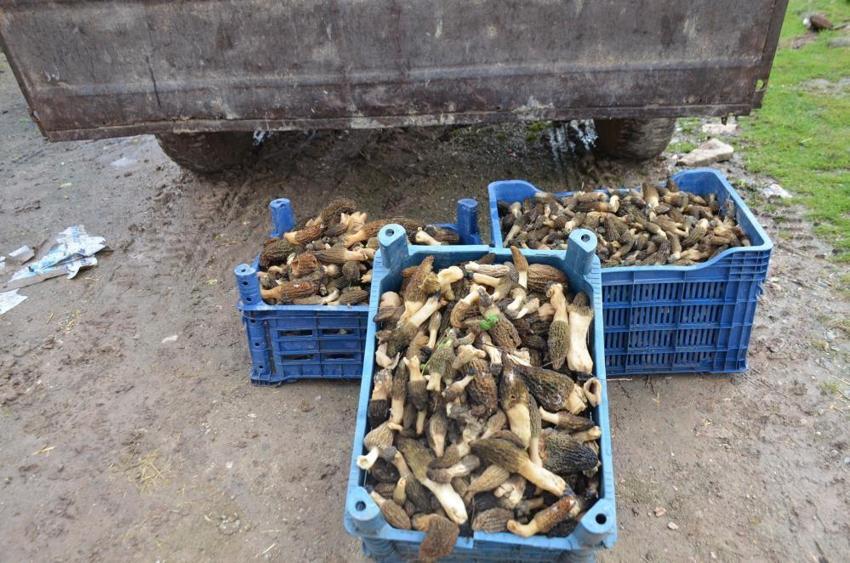 Bilecik'te köylüler dağı taşı didik didik ediyor! Kilosu altınla yarışıyor: Tazesi bin, kurusu 7 bin 500 lira! Yanan ormandan adeta servet fışkırdı