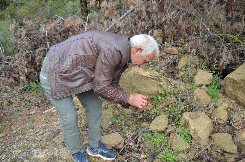 Bilecik'te köylüler dağı taşı didik didik ediyor! Kilosu altınla yarışıyor: Tazesi bin, kurusu 7 bin 500 lira! Yanan ormandan adeta servet fışkırdı