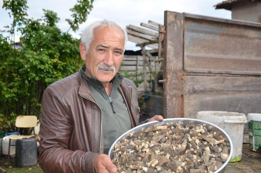 Bilecik'te köylüler dağı taşı didik didik ediyor! Kilosu altınla yarışıyor: Tazesi bin, kurusu 7 bin 500 lira! Yanan ormandan adeta servet fışkırdı