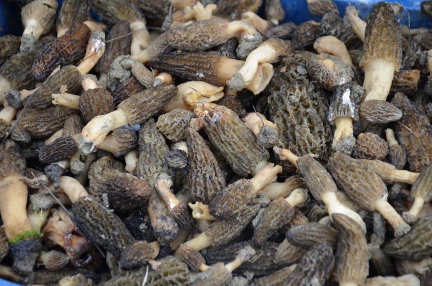 Bilecik'te köylüler dağı taşı didik didik ediyor! Kilosu altınla yarışıyor: Tazesi bin, kurusu 7 bin 500 lira! Yanan ormandan adeta servet fışkırdı