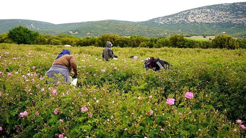 Bulgaristan'dan baston içinde getirilen fidan şehri zengin etti! Hasat başladı: Yüzlerce aile bu işten geçiniyor