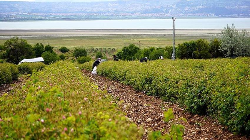 Bulgaristan'dan baston içinde getirilen fidan şehri zengin etti! Hasat başladı: Yüzlerce aile bu işten geçiniyor