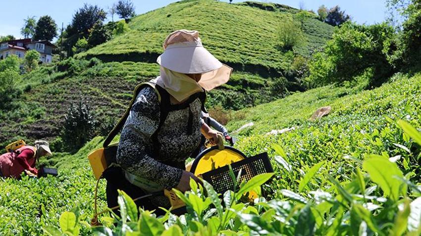 Çay geç geldi ama bu yıl don yanığı yok, rekolte yüksek! Trabzon'da ilk sürgün 10 gün gecikmeli başladı: 830 Bin dekarda Karadeniz'in 'yeşil altını' için üretici bahçede