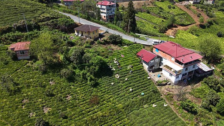 Çay geç geldi ama bu yıl don yanığı yok, rekolte yüksek! Trabzon'da ilk sürgün 10 gün gecikmeli başladı: 830 Bin dekarda Karadeniz'in 'yeşil altını' için üretici bahçede