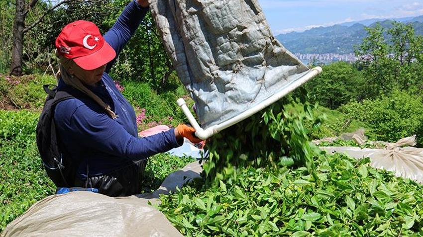 Çay geç geldi ama bu yıl don yanığı yok, rekolte yüksek! Trabzon'da ilk sürgün 10 gün gecikmeli başladı: 830 Bin dekarda Karadeniz'in 'yeşil altını' için üretici bahçede