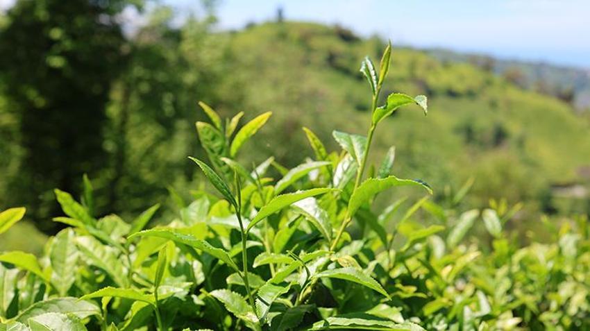 Çay geç geldi ama bu yıl don yanığı yok, rekolte yüksek! Trabzon'da ilk sürgün 10 gün gecikmeli başladı: 830 Bin dekarda Karadeniz'in 'yeşil altını' için üretici bahçede