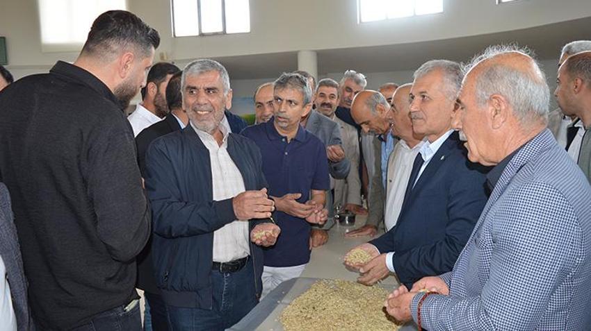 Mardin'de susuz tarlada ekilen ürün hasat edildi: İlk hasadı yapan çiftçiye çeyrek altın hediye edildi