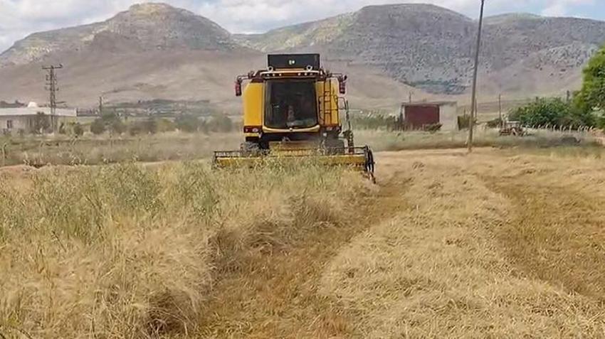 Mardin'de susuz tarlada ekilen ürün hasat edildi: İlk hasadı yapan çiftçiye çeyrek altın hediye edildi