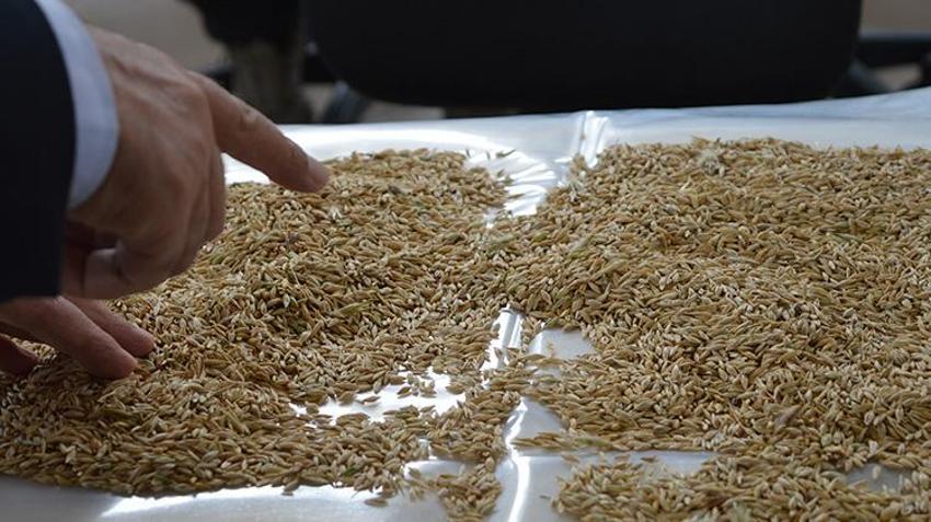 Mardin'de susuz tarlada ekilen ürün hasat edildi: İlk hasadı yapan çiftçiye çeyrek altın hediye edildi