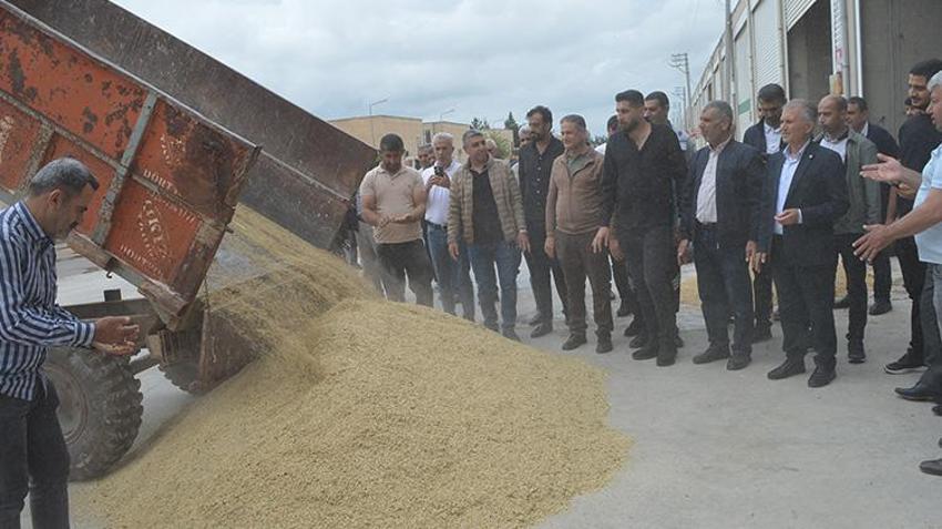 Mardin'de susuz tarlada ekilen ürün hasat edildi: İlk hasadı yapan çiftçiye çeyrek altın hediye edildi