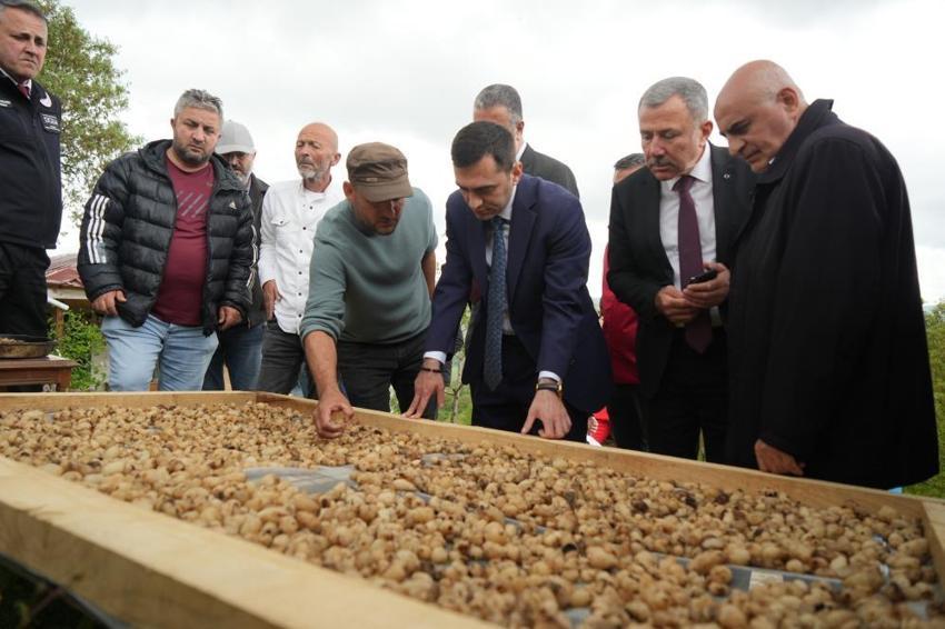 Küçük alanda servet kazandırıyor! Altın değerinde hasat başladı: Kilosu 12 bin TL
