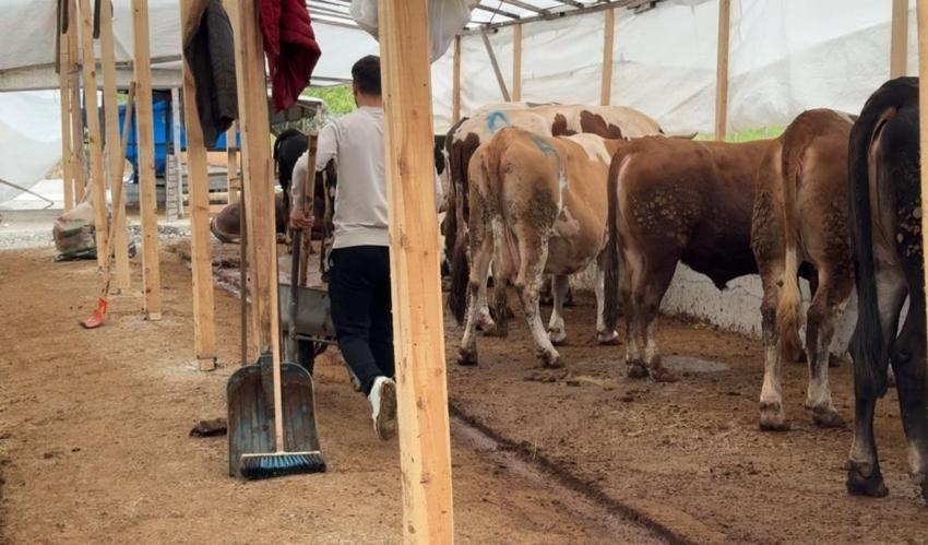 Kurban pazarı Samsun'un İlkadım ilçesine kuruldu: İşte konumu