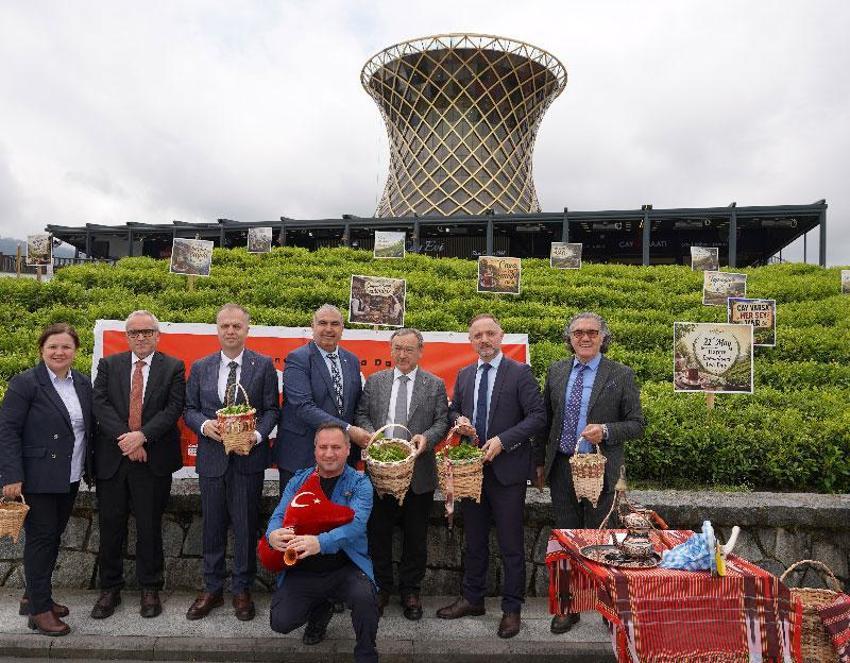 Rize'de Dünya Çay Günü elle çay toplama etkinliği ile kutlandı