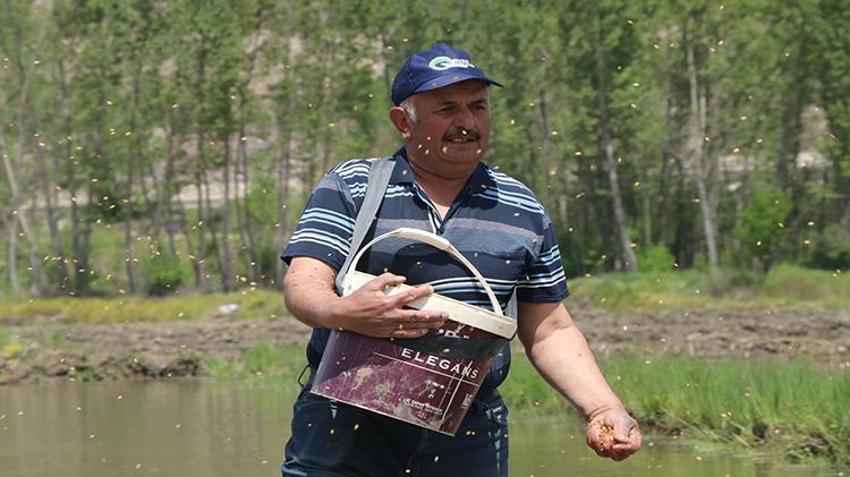 Ilgaz’da sadece o ürün yetişiyor! 3 bin dönüm arazide ekim yapıldı: Hasat için aylarca nöbet tutulacak