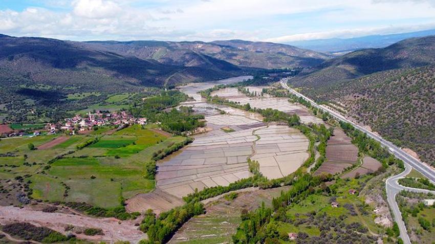 Ilgaz’da sadece o ürün yetişiyor! 3 bin dönüm arazide ekim yapıldı: Hasat için aylarca nöbet tutulacak