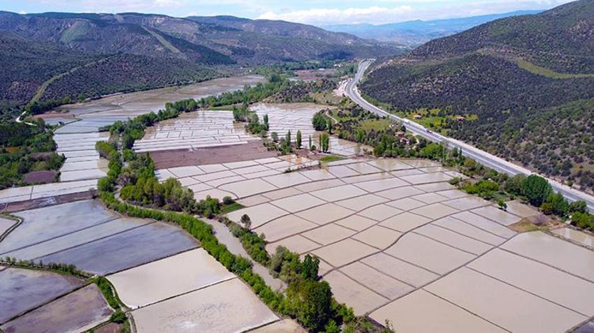 Ilgaz’da sadece o ürün yetişiyor! 3 bin dönüm arazide ekim yapıldı: Hasat için aylarca nöbet tutulacak