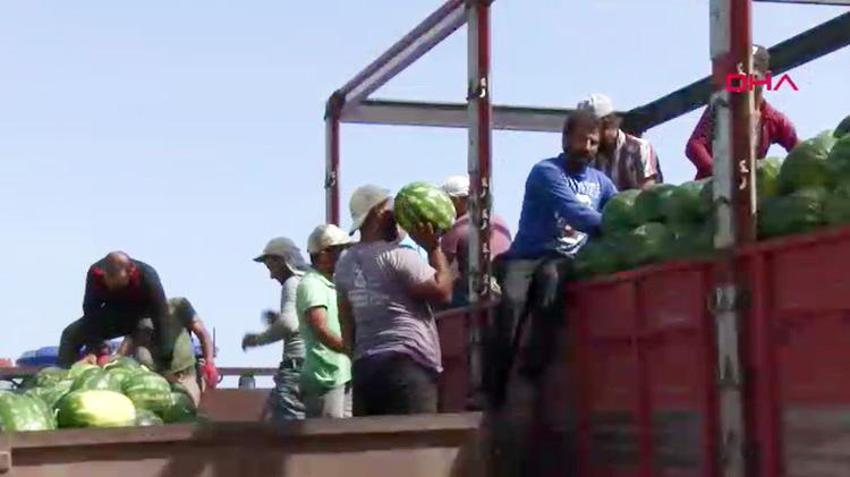 Tarlada kilosu 25 TL’den satılıyor! Kamyonlar peş peşe yola çıktı: 81 ile gönderiliyor